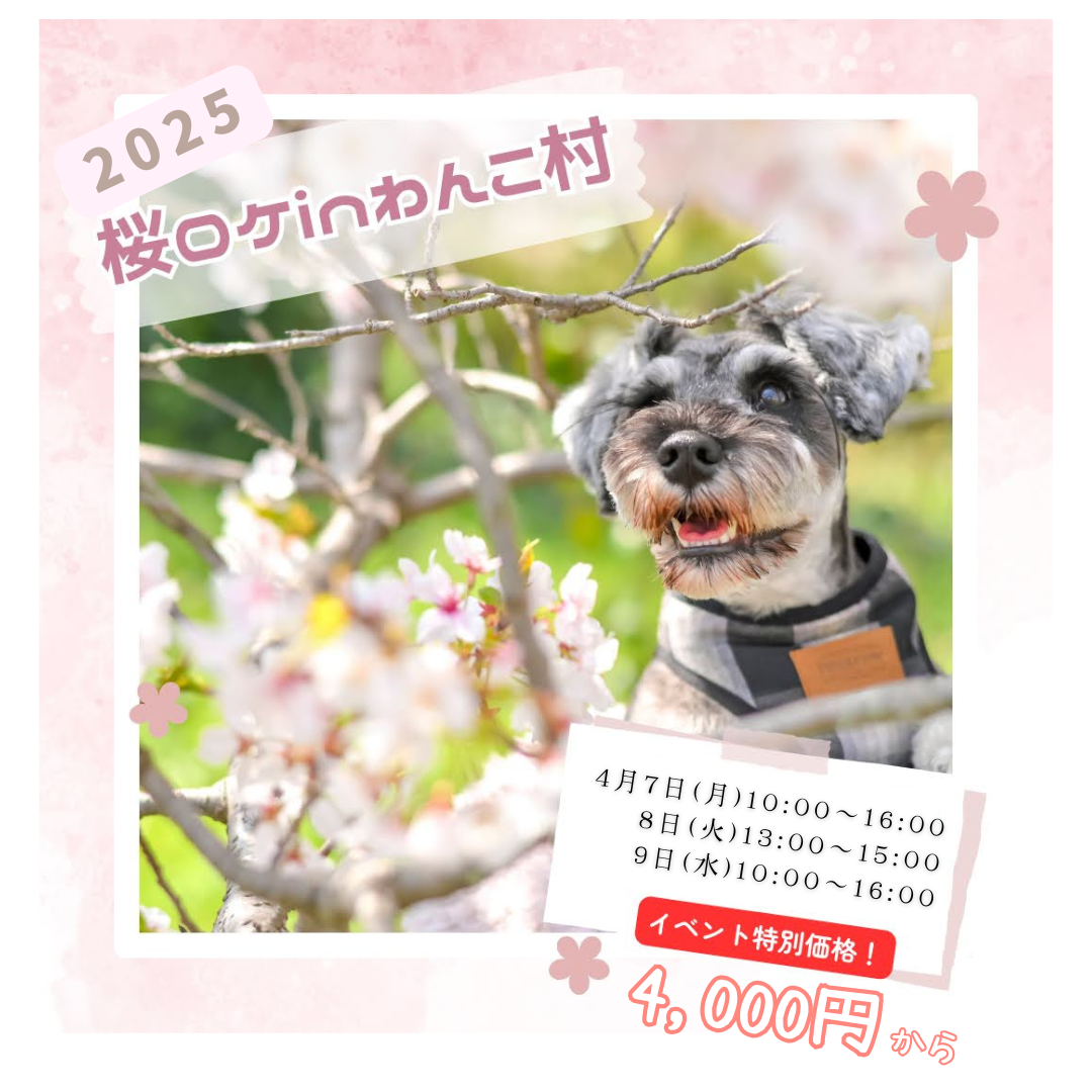 桜ロケinわんこ村