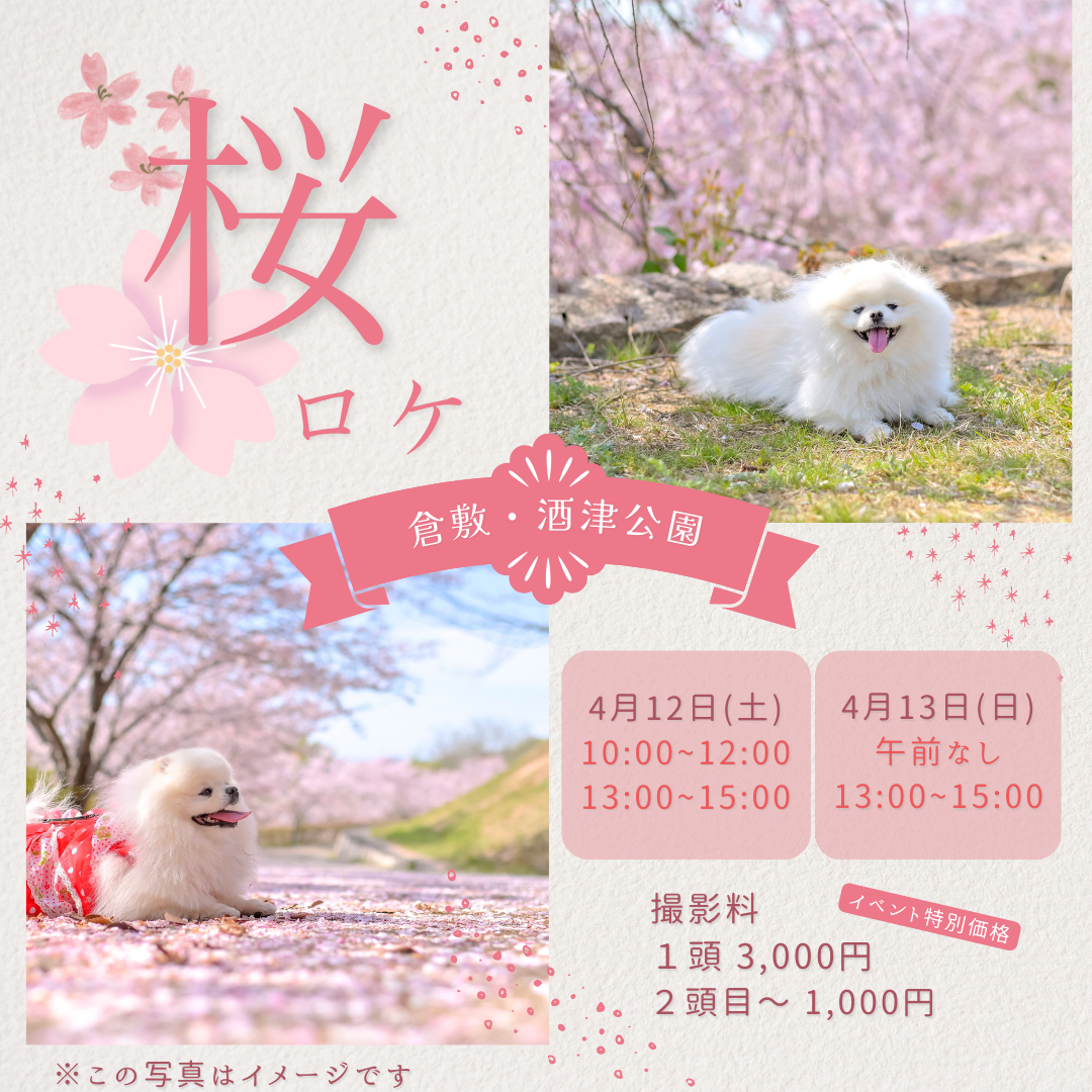 桜ロケin酒津公園