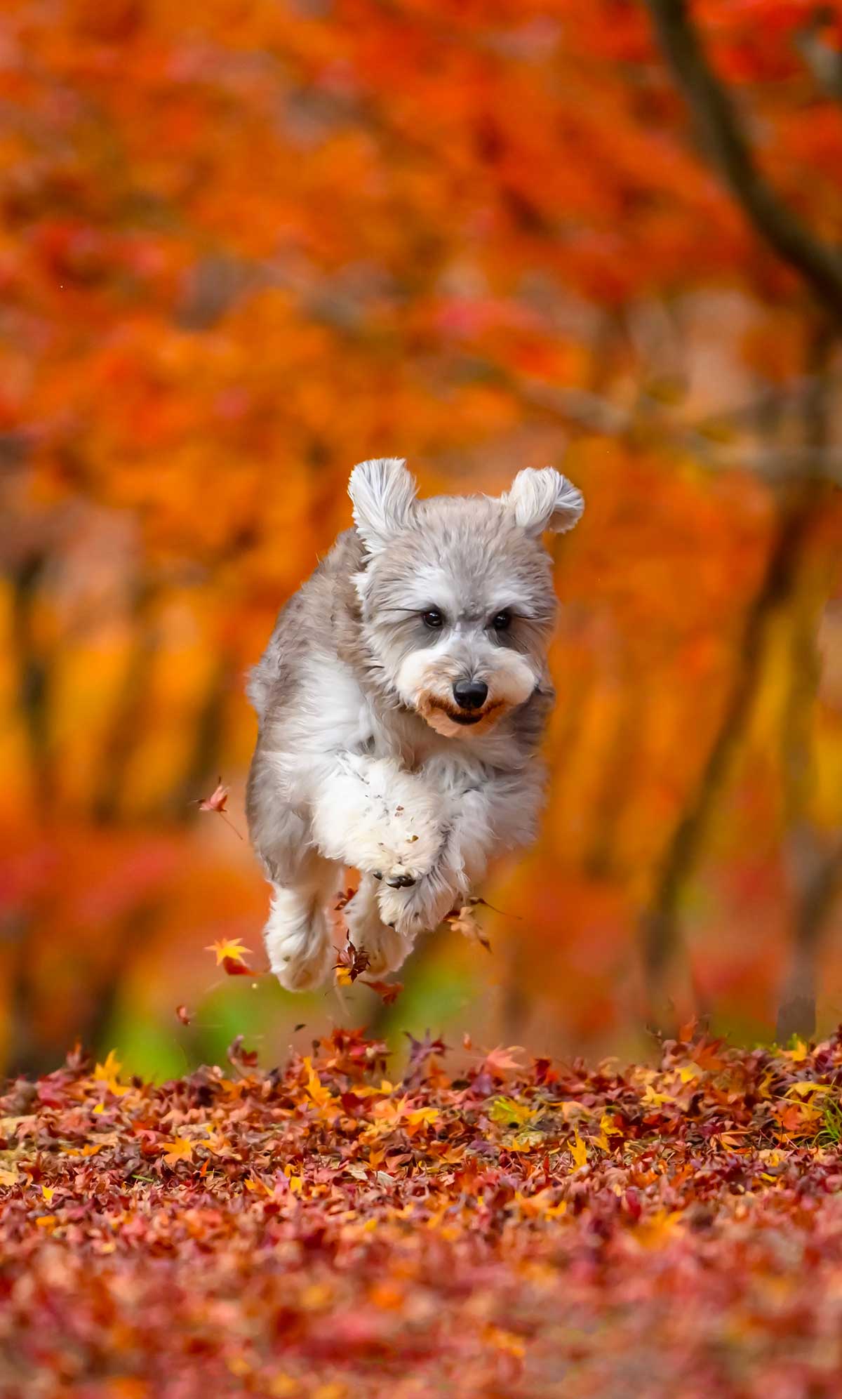 うちの子が楽しかったら。それだけで世界が明るいんよ。