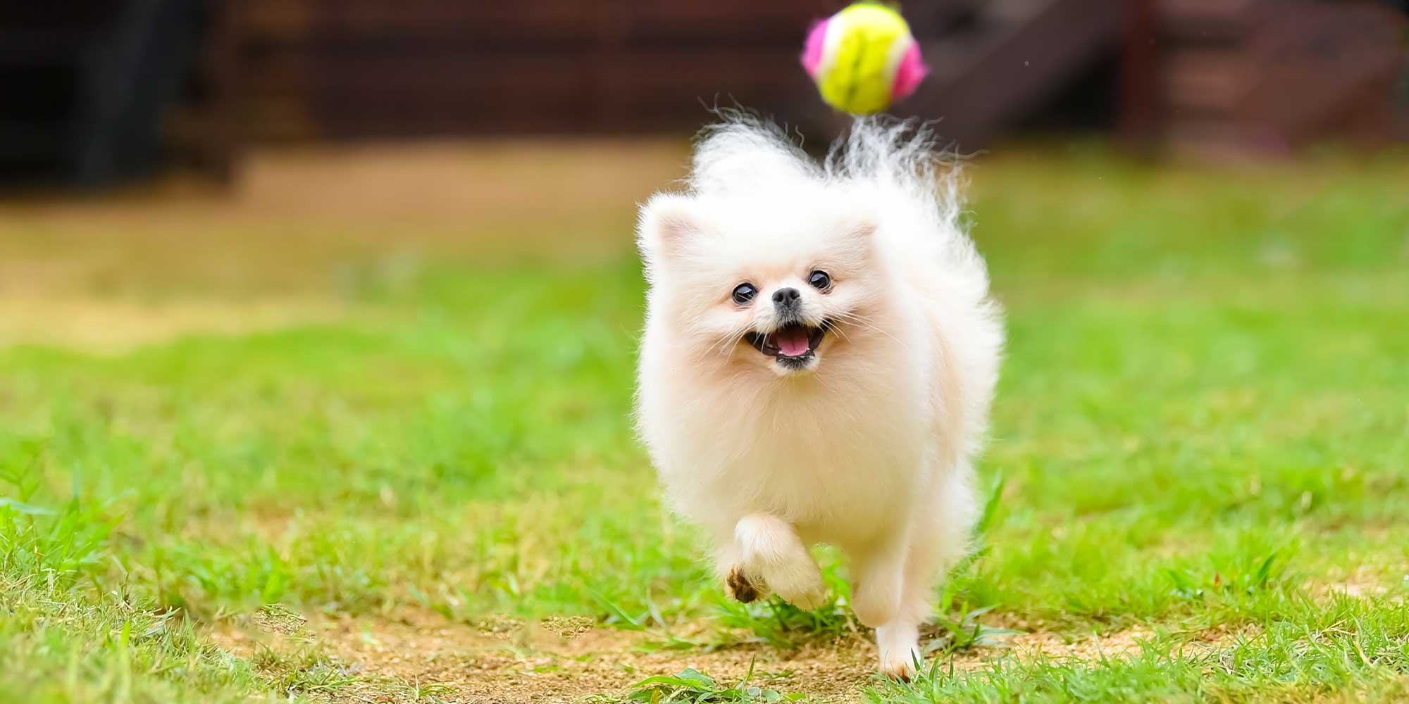 DogRunわんこ村での撮影